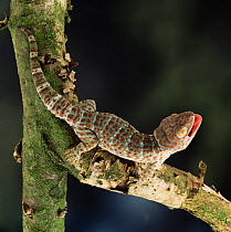 Tokay gecko {Gecko gecko} defensive display. captive, from SE Asia.