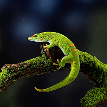 Madagascan day gecko {Phelsuma madagascariensis}. Madagascar.