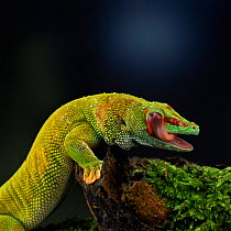 Madagascan day gecko {Phelsuma madagascariensis} licking eye. Madagascar.