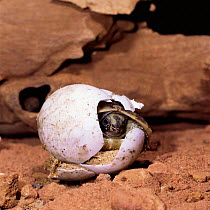 Spur-thighed tortoise {Testudo graeca} hatching. Europe.