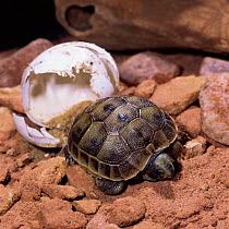 Spur-thighed tortoise {Testudo graeca} hatching. Europe.