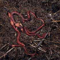 Brandling worms {Eisenia foetida} on compost heap, UK.