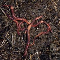 Brandling worms {Eisenia foetida} on compost heap, UK.