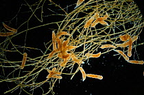 Marine flatworms {Platyhelminthes rhabocoela} on algae, UK.