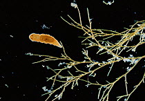 Marine flatworm {Platyhelminthes rhabocoela} on algae, UK.