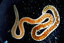 Tubifex worm {Tubificidae}
