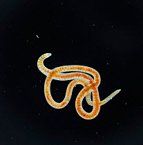 Tubifex worm {Tubificidae}