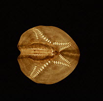 Common heart urchin skeleton {Echinocardium caudatum}, Atlantic.