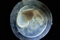 Great grey slug {Limax maximus} developing within egg. Sequence 8/11. UK.