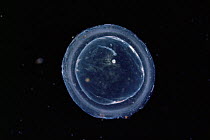 Great grey slug {Limax maximus} egg development. Sequence 1/11. UK. Germinal cell