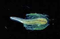 Smooth newt development, sequence 7/8, tadpole hatching from egg. UK. {Triturus vulgaris