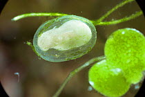 Smooth newt development, sequence 5/8, egg with developing larva, UK. {Triturus vulgaris)