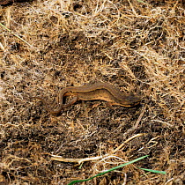 Smooth newt hibernating {Triturus vulgaris} Europe