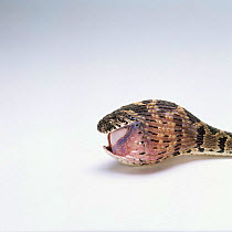 Egg eating snake swallowing egg, Sequence 3/8 {Dasypeltis scabra} Africa