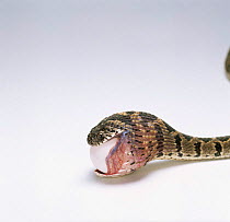 Egg eating snake swallowing egg, Sequence 2/8 {Dasypeltis scabra} Africa