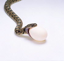Egg eating snake about to swallow egg, Sequence 1/8 {Dasypeltis scabra} Africa