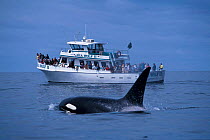 Adult male transient killer whale {Orcinus orca) + whale watching boat. Monterey Bay, California, USA.