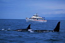 Transient killer whales + whale watching boat. Monterey Bay, California, USA.