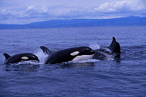 Pod of transient killer whales patrol the waters of Monterey Bay, California, USA.
