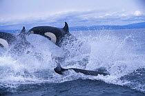Pod of transient killer whales {Orcinus orca} porpoising, Monterey Bay, California, USA.