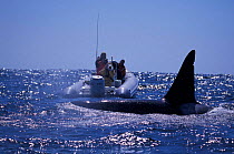 Researchers + adult male transient killer whale {Orcinus orca} Monterey Bay, California, USA.