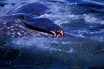 Wounded pectoral fin of Grey whale calf after attack by killer whale. California, USA.