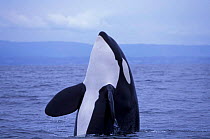 Transient killer whale {Orcinus orca} spy hopping, Monterey Bay, California, USA.