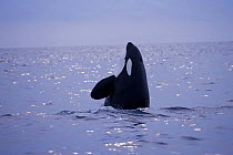 Transient killer whale {Orcinus orca} spy hopping, Monterey Bay, California, USA.