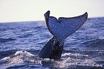 Tail fluke of Transient killer whale diving, Monterey Bay, California, USA.