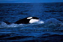 Transient killer whale taking bite out of Grey whale calf. Monterey Bay, California, USA.
