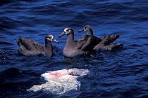 Black-footed albatross (Phoebastria nigripes) beside grey whale blubber from killer whale attack. California.