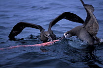 Black-footed albatross (Phoebastria nigripes) fight over Grey whale blubber from killer whale attack. California.