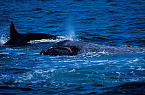 Transient killer whale attacking Grey whale calf. Monterey Bay, California, USA. {Orcinus