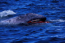 Grey whale calf bleeding from mouth after attack by transient killer whales. California,