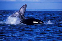 Transient killer whale attacking Grey whale calf. Monterey Bay, California, USA.