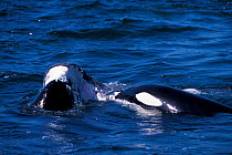 Transient killer whales eat Grey whale blubber from recent kill. Monterey Bay, California, USA.