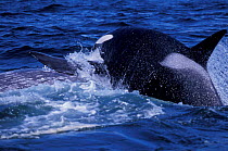 Transient killer whale leaps on Grey whale calf in attempt to drown it, California, USA.
