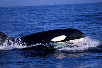 Female Transient killer whale Monterey Bay, California, USA.