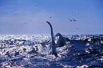 Large dorsal fin of male transient killer whale {Orcinus orca} Monterey Bay, California, USA.