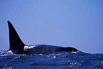 Large dorsal fin of male transient killer whale Monterey Bay, California, USA.