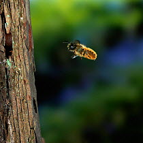 Mason bee {Osmia rufa} flies to nest hole in tree, note pollen brush on abdomen, UK.