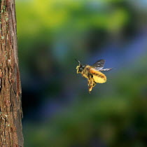 Mason bee {Osmia rufa} female flies to nest hole in tree laden with pollen, UK.