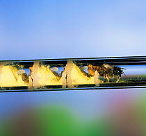 Mason bee {Osmia rufa} female lays egg in honey / pollen mix in glass tube, UK.