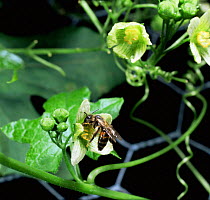 Solitary mining bee {Andrena sp} feeding on + pollinating White bryony flower, UK.