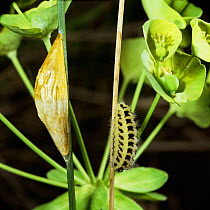Six spot burnet moth caterpillar + pupal coccoon {Zygaena filipendulae} UK.