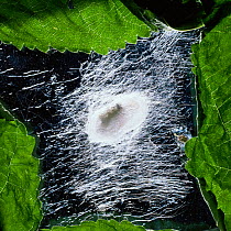 Silkworm moth larva spinning its cocoon {Bombyx mori} sequence 4/5