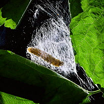 Silkworm moth larva spinning its cocoon {Bombyx mori} sequence 2/5