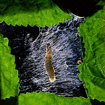 Silkworm moth larva spinning its cocoon {Bombyx mori} sequence 1/5