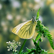 Green veined white butterfly {Pieris napi} male, UK.