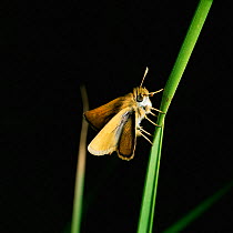 Lulworth skipper butterfly {Thymelicus acteon} male, UK.